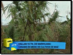 marihuana CBB2