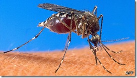 mosquito
