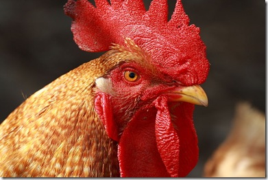 Gallo (1)