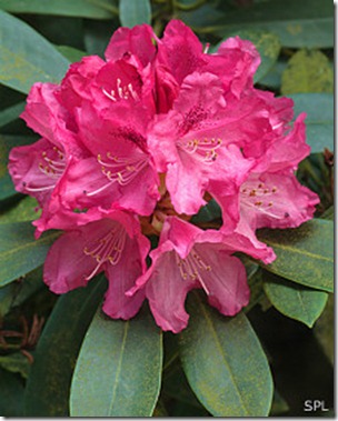 La miel hecha de estas flores ha sido señalada como la posible causante de arritmia cardíaca. La miel hecha de estas flores ha sido señalada como la posible causante de arritmia cardíaca.