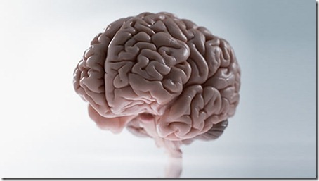 cerebro-tronco-del-encefalo-encefalico