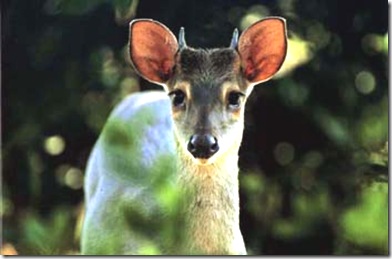 venado5
