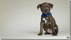 El ojo del perro es más sensible que el del ser humano al parpadeo de la pantalla de televisión. El ojo del perro es más sensible que el del ser humano al parpadeo de la pantalla de televisión.