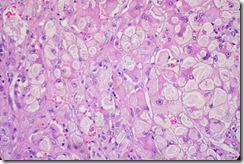 Liver-cells-800x533