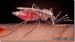 Cada año, la malaria mata a unas 600.000 personas e infecta a más de 200 millones.
