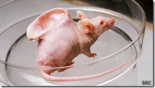 Ya anteriormente se había conseguido que una oreja artificial -tamaño bebé- creciera en el lomo de un ratón.