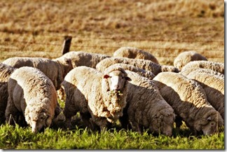 Corriedale. Es una de las razas mejor acentuadas de la ganadería ovina que reditúa carne y lana. Corriedale. Es una de las razas mejor acentuadas de la ganadería ovina que reditúa carne y lana.