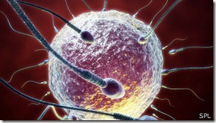 Si bien la fertilidad disminuye con la edad, la caída no es tan aguda como se piensa.