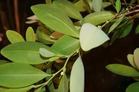 Alertan a la NNUU sobre intensión de ampliar producción de coca con nueva ley