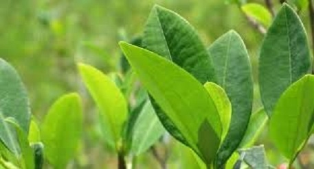 CSUTCB plantea ampliar producción de coca para el acullico