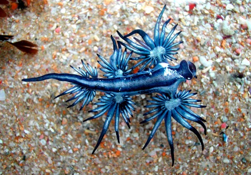 El dragón azul o Glaucus atlanticus El dragón azul o Glaucus atlanticus