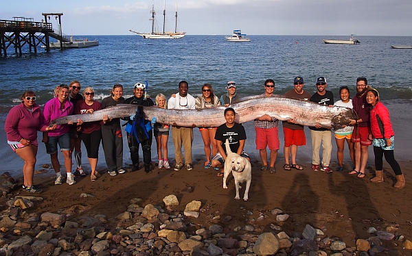 Un pescado de cinco metros y medio causó sorpresa en California