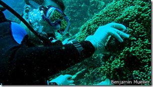 El equipo de la Universidad de Amsterdam estudió las esponjas marinas de la isla de Curazao, en el Caribe. El equipo de la Universidad de Amsterdam estudió las esponjas marinas de la isla de Curazao, en el Caribe.