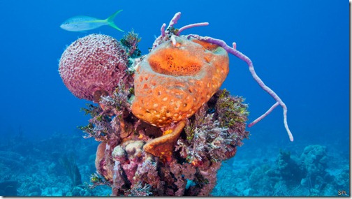 Las esponjas marinas reciclan diez veces más que las bacterias y producen igual cantidad de nutrientes que corales y algas juntos Las esponjas marinas reciclan diez veces más que las bacterias y producen igual cantidad de nutrientes que corales y algas juntos