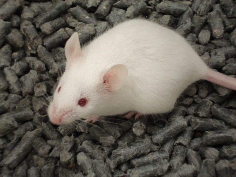 Mouse-laboratory-800x600