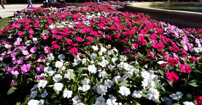 FLores Note 3