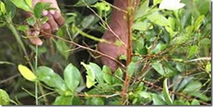 clip_image002 clip_image002