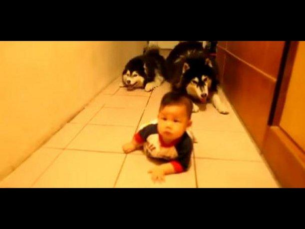 ¡Ternura total! Dos perros imitan a bebé gateando (VIDEO)