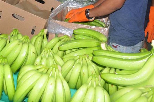 Banano de exportación de Chapare. -   Abi Agencia