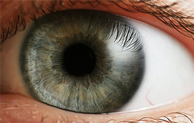 Retina