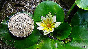 Nenúfar más pequeño del mundo