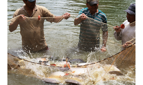 La producción piscícola crece 30% en Santa Cruz