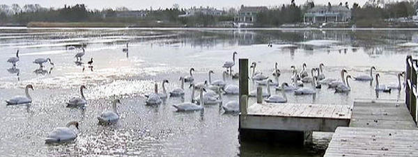 Cisnes-en-el-estado-de-Nueva-Y