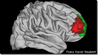 En esta imagen se puede ver, marcada con el color rojo oscuro, la zona del lóbulo frontal identificada por los científicos. En esta imagen se puede ver, marcada con el color rojo oscuro, la zona del lóbulo frontal identificada por los científicos.