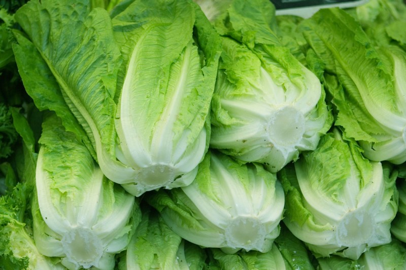 Lechugas como conductoras de electricidad