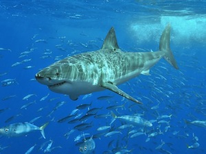 ¿Los tiburones blancos son grandes viajeros?