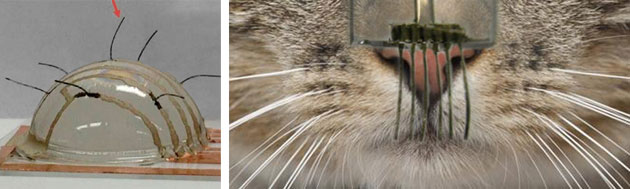 Robots más sensibles gracias a los bigotes de los gatos