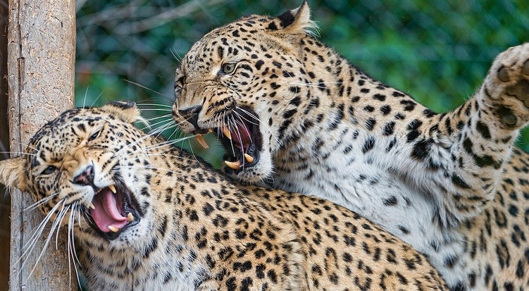 jaguares