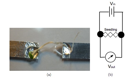 Lechugas como conductoras de electricidad