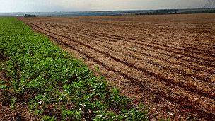 Campo en Paraguay (foto: Getty)