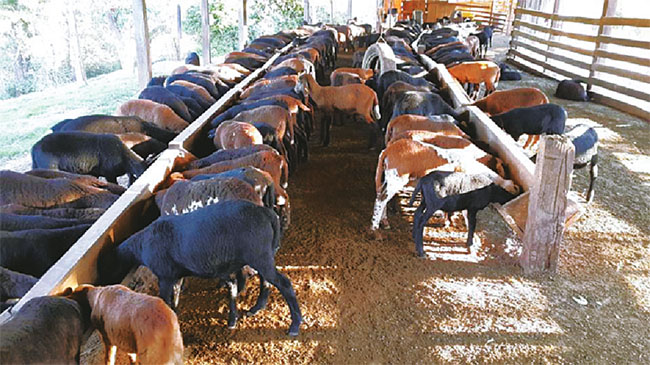 Ovejas de pelo. La crianza y el consumo de carne aumentan en Santa Cruz