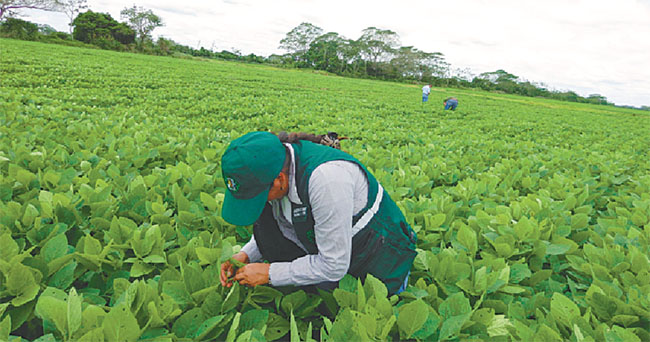 Agro cruceño se moviliza por una plaga que amenaza los cultivos más importantes