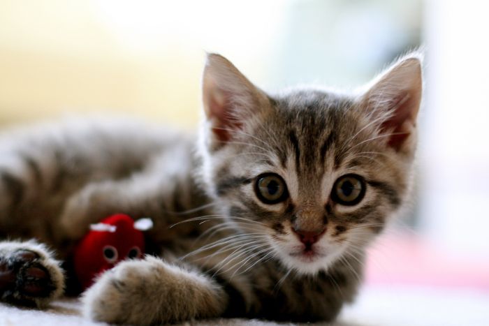 Gatitos Super Tiernos