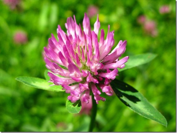 hierbas-para-aumentar-el-busto-3