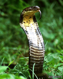 Cobra real
