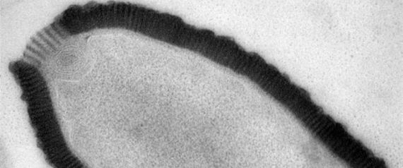 cientificos reviven virus gigante