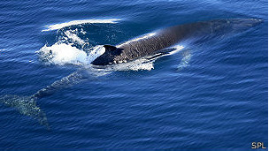 Ballena