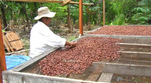 Impulsan Producción De Cacao En Ichilo – Eju.tv