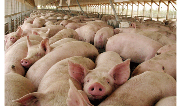 Sube demanda interna de la carne de cerdo