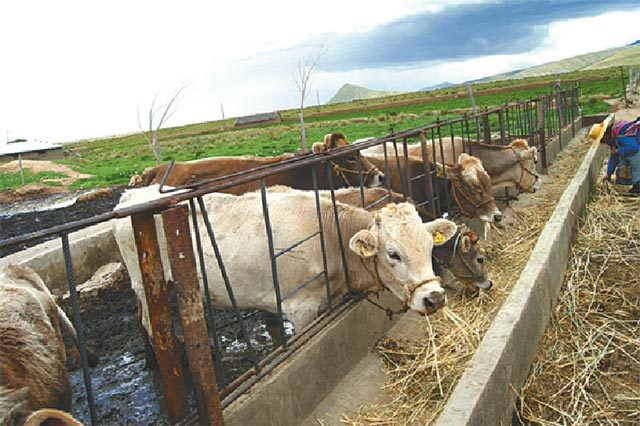 CAF apoya la producción de bioinsumos
para alimentar lecheras en el altiplano
