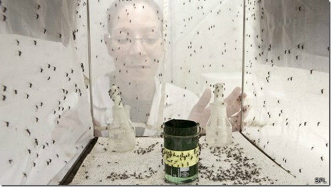 Expertos consideran que la mejor forma de combatir a los mosquitos vectores es estudiándolos. Expertos consideran que la mejor forma de combatir a los mosquitos vectores es estudiándolos.