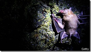 Los murciélagos pueden pasar meses colgados en el interior de cuevas