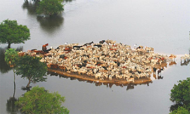 Beni necesita 100.000 matrices nelore tras las inundaciones Beni necesita 100.000 matrices nelore tras las inundaciones