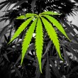 marihuana-muerte