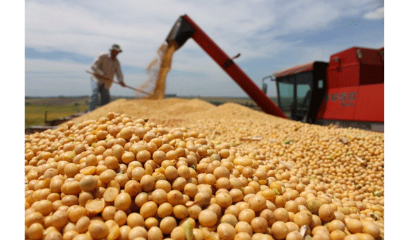 Buen tiempo ayudó en la cosecha de la soya