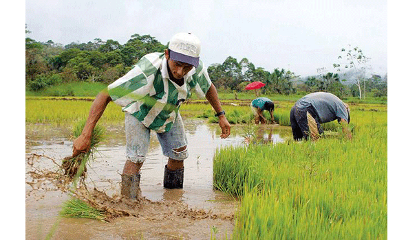 Productores advierten carencia de arroz en Beni